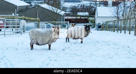 East Lothian, Schottland, Großbritannien, 9th. Februar 2021. UK Wetter: Hardy pure gezüchtet stark schwangere Shetland Schafe im Schnee Stockfoto