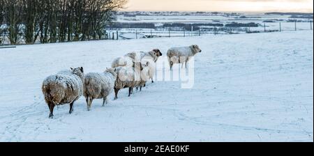 East Lothian, Schottland, Großbritannien, 9th. Februar 2021. UK Wetter: Hardy reine gezüchtet stark schwangere Shetland Schafe in einem Feld im Schnee Stockfoto