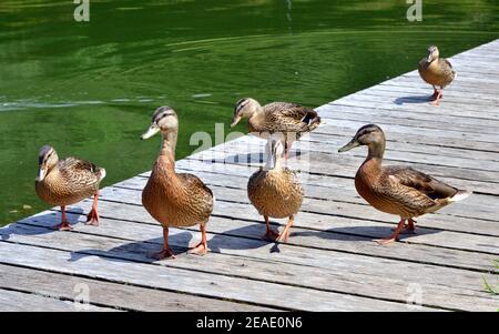 Weiblichen enten Stockente (Anas platyrhynchos) zu Fuß auf einem Pfad aus Holzplanken Stockfoto