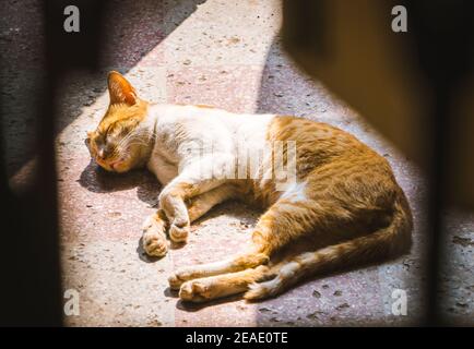 Eine orange und weiß gefärbte Katze schläft auf einem Betonboden mit verschwommenem Vordergrund. Ein Sonnenstrahl fällt teilweise auf die Katze. Stockfoto