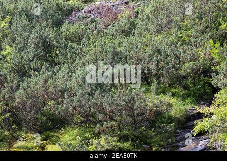 Bergkiefer, Berg-Kiefer, Latsche, Latschenkiefer, Bergföhre, Legföhre, Legkiefer, Krummholzkiefer, Krummholz-Kiefer, Kiefer, Krüppelkiefer, Pinus mugo Stockfoto