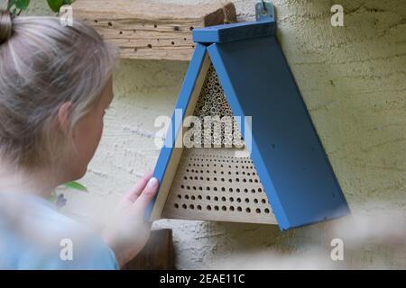 Beobachtung an Wildbienen-Nisthilfen, junge Frau beobachtet Wildbienen an Nisthilfen. Wildbienen-Nisthilfen, Wildbienen-Nisthilfe selbstmachen, selber Stockfoto