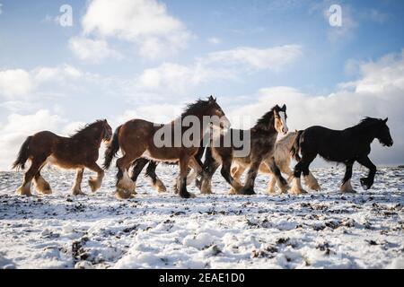 Schöne große Gruppe von irischen Gybsy Cob Pferde Fohlen laufen Wilder Schnee auf dem Boden in Richtung durch kalten tief verschneiten Winter Feld bei Sonnenuntergang galoppierende Packung Stockfoto