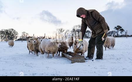 East Lothian, Schottland, Großbritannien, 9th. Februar 2021. UK Wetter: Hardy reine gezüchtet stark schwangere Shetland Schafe im Winterschnee werden von Landwirt Richard Briggs gefüttert Stockfoto