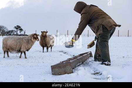 East Lothian, Schottland, Großbritannien, 9th. Februar 2021. UK Wetter: Hardy reine gezüchtet stark schwangere Shetland Schafe im Winterschnee werden von Landwirt Richard Briggs gefüttert Stockfoto