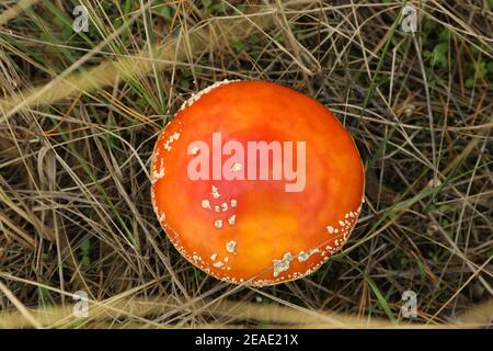 Frische Fliege Agaric Pilz in Waldgras Stockfoto
