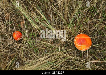 Frische Fliegenpilze im Waldgras, Draufsicht Stockfoto