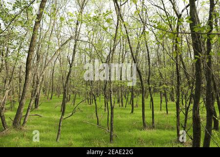 Wald mit frischen grünen Blättern und Gras Stockfoto
