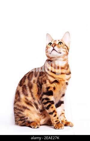 Erstaunliche bengal Katze sitzt auf weißem Hintergrund. Einzigartige Rasse von Hauskatzen mit gefleckten Färbung wie Leopard. Katze schaut auf leeren Raum. Stockfoto