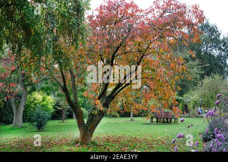 Prunus sargentii im Winterbourne Botanic Garden, Oktober Stockfoto