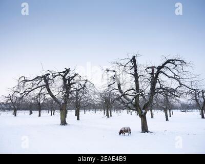 Ein Schaf in schneebedeckten Wintergarten in der Nähe von utrecht in niederlande Stockfoto