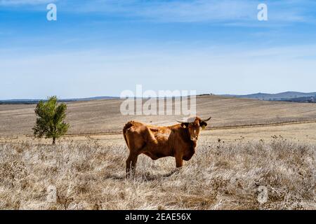 Porträt von roten Kuhgrasen auf den trockenen Wiesen von Alentejo, Portugal Stockfoto