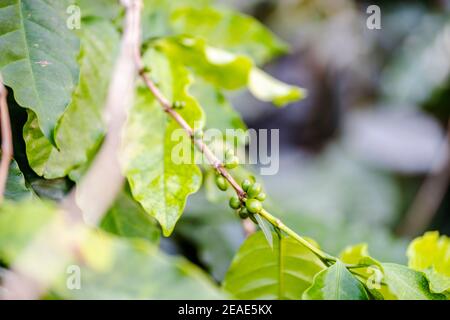 Unreife Kaffeebeeren noch auf Kaffeepflanze Stockfoto