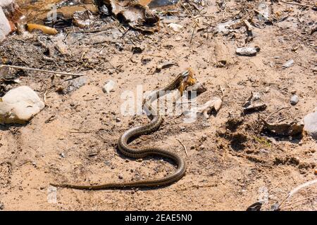 Eine Wasserschnauze (Thamnophis sirtalis) mit einem Rocky Mountain Sculpin (Cottus bondi) in seiner Mündung, auf einem sandigen Flussufer. Stockfoto