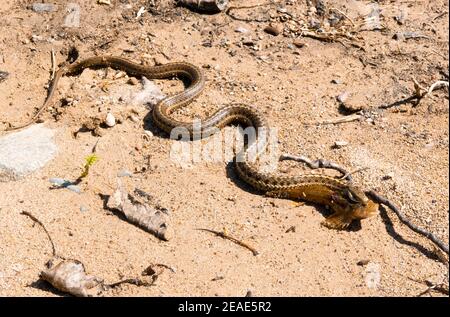 Eine Wasserschnauze (Thamnophis sirtalis) mit einem Rocky Mountain Sculpin (Cottus bondi) in seiner Mündung, auf einem sandigen Flussufer. Stockfoto