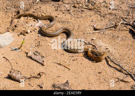 Eine Wasserschnauze (Thamnophis sirtalis) mit einem Rocky Mountain Sculpin (Cottus bondi) in seiner Mündung, auf einem sandigen Flussufer. Stockfoto