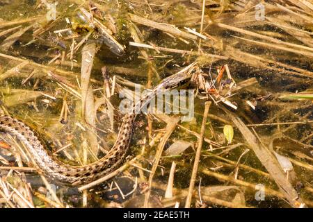 Eine Wasserrattenschlange (Thamnophis sirtalis), die in einem sumpfigen Gebiet in einem Biberteich am Rock Creek in Missoula County, Montana, schwimmt. Ki Stockfoto