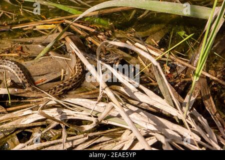 Eine Wasserrattenschlange (Thamnophis sirtalis), die in einem sumpfigen Gebiet in einem Biberteich am Rock Creek in Missoula County, Montana, schwimmt. Ki Stockfoto