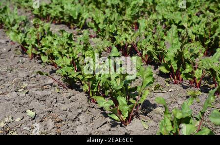 Anbau und Pflege von jungen tiefroten Rüben, Rote Beete Pflanzen im Gemüsegarten im Sommer. Stockfoto