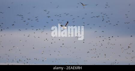 GELBBEINMÖWE (LARUS MICHAHELLIS) Fliegen vor einem nördlichen Kiebitz (Vanellus vanellus) Gaggle im Flug Stockfoto