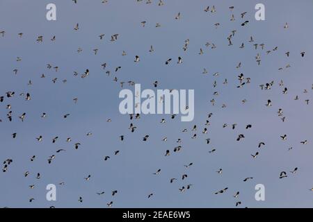 Nördlicher Kiebitz (Vanellus vanellus) klaggelt im Flug Stockfoto