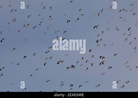 Nördlicher Kiebitz (Vanellus vanellus) klaggelt im Flug Stockfoto