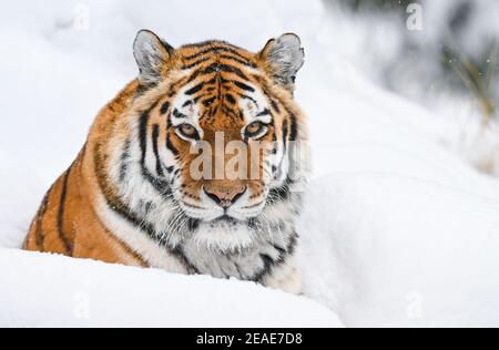 Eberswalde, Deutschland. Februar 2021, 09th. Der sibirische Tiger Eva liegt im Schnee in der winterlichen Freigehege des Eberswalder Zoos. Derzeit ist der Zoo aufgrund von Corona-Anforderungen noch geschlossen. Auf etwa 15 Hektar Zoofläche leben 1160 Tiere. Kredit: Patrick Pleul/dpa-Zentralbild/ZB/dpa/Alamy Live Nachrichten Gutschrift: dpa picture Alliance/Alamy Live Nachrichten Stockfoto