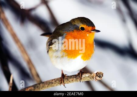 Europäischer Robin Erithacus rubecula Winter Schnee thront auf Stockfoto