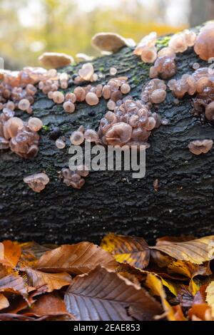 Gelee Holz Ohrpilze Cluster wächst auf gefallenen Baumstamm Im Wald liegen goldgelbe und braune Herbstblätter Auf Waldboden Stockfoto