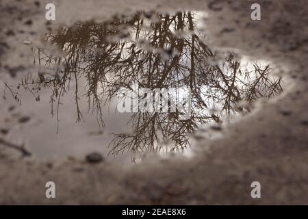 Lichtreflexion in einer Pfütze Stockfoto
