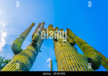 Jardin Exotique in Monaco Stockfoto