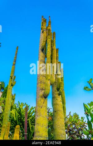 Jardin Exotique in Monaco Stockfoto