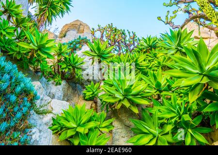 Jardin Exotique in Monaco Stockfoto