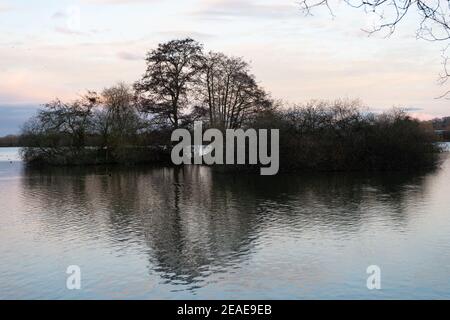 Ruhige Angelsee in einem Naturschutzgebiet im Winter in der Dämmerung mit Insel mit Bäumen in der Mitte, von Wasser in Großbritannien England Stockfoto