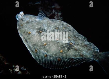 Europäische Scholle (Pleuronectes platessa) beim Schwimmen in Küstengewässern, Großbritannien. Stockfoto