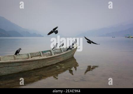 House Crows (Corvus splendens) auf einem bewaldeten Boot am Pewa See. Pokhara. Nepal. Stockfoto