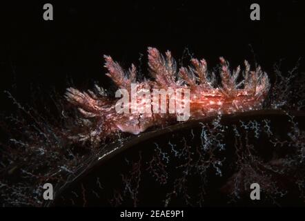 Nacktschnecken oder Seemuster (Dendronotus frondosus), die sich auf Hydroiden auf einem Seetang ernähren, Großbritannien. Stockfoto