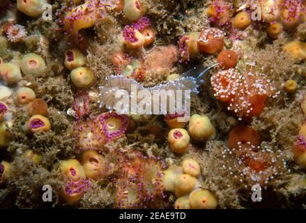 Nacktschnecken oder Seemannslug (Antiopella cristata), die auf Bryozoen zwischen Edelsteinanemonen (Corynactis viridis), Britische Inseln, fressen. Stockfoto