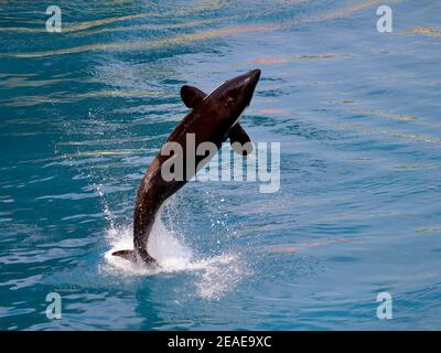 Killerwal (Orcinus Orca) Springen aus blauem Wasser von hinten betrachtet Stockfoto