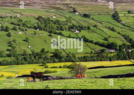 Panoramablick auf Swaledale, in der Nähe des Dorfes Low Row, Yorkshire Dales Nationalpark mit Rindern im Vordergrund und Heuwiesen in voller Blüte Stockfoto