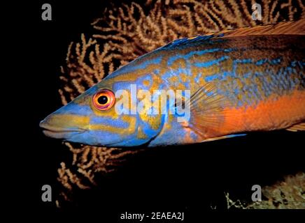 Kuckuckuckswrasse (Labrus mixtus) Männchen vor einem rosa Meeresfan (Eunicella verrucosa), Kanalinseln, Ärmelkanal. Stockfoto