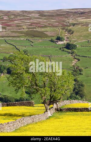 Blick auf Swaledale, in der Nähe des Dorfes Low Row, Yorkshire Dales National Park mit Heuwiesen in voller Blüte Stockfoto