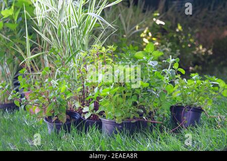 Gartengeschäft. Frische grüne junge Minze Sprossen im Gartenladen. Minzbüsche stehen zum Verkauf. Stockfoto