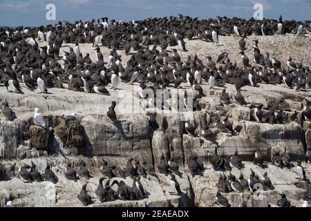 Guillemot (Uria aalga) Nistkolonie, Farne Islands, Northumberland, Großbritannien Stockfoto