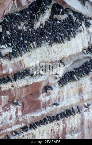 Guillemot (Uria aalga) nistende Kolonie, St Bees Head, Cumbria, Großbritannien Stockfoto