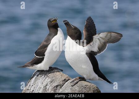 Razorbill (Alca torda), Isle of May, Firth of Forth, Schottland Stockfoto