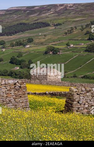 Blick auf Swaledale, in der Nähe des Dorfes Low Row, Yorkshire Dales National Park mit Heuwiesen in voller Blume und Feldscheune Stockfoto