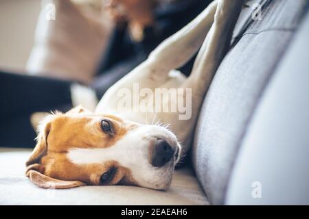 Beagle Hund liegt auf einem gemütlichen Sofa im sonnigen Wohnzimmer. Liebenswert Hunde Hintergrund Stockfoto