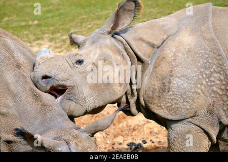 Kopf der indischen Nashorn (Nashorn unicornis) den offenen Mund und wer spielt mit einem anderen Kerl Stockfoto