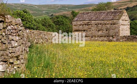 Heuwiese in voller Blüte mit Trockensteinmauer und Feldscheune, Muker, Swaledale, Yorkshire Dales National Park Stockfoto